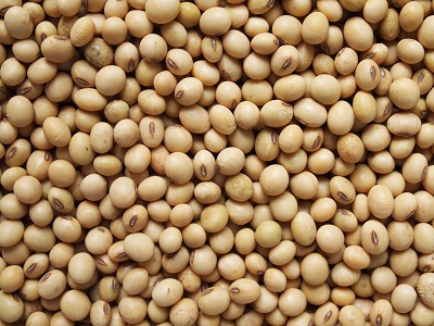 Soya Bean